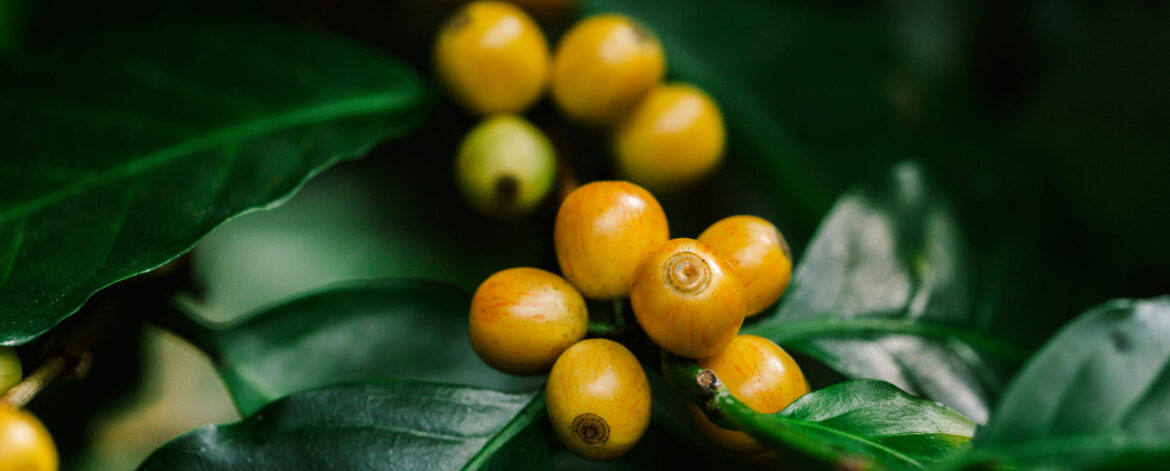 yellow catimor Coffee beans ripening on tree in North of thailan