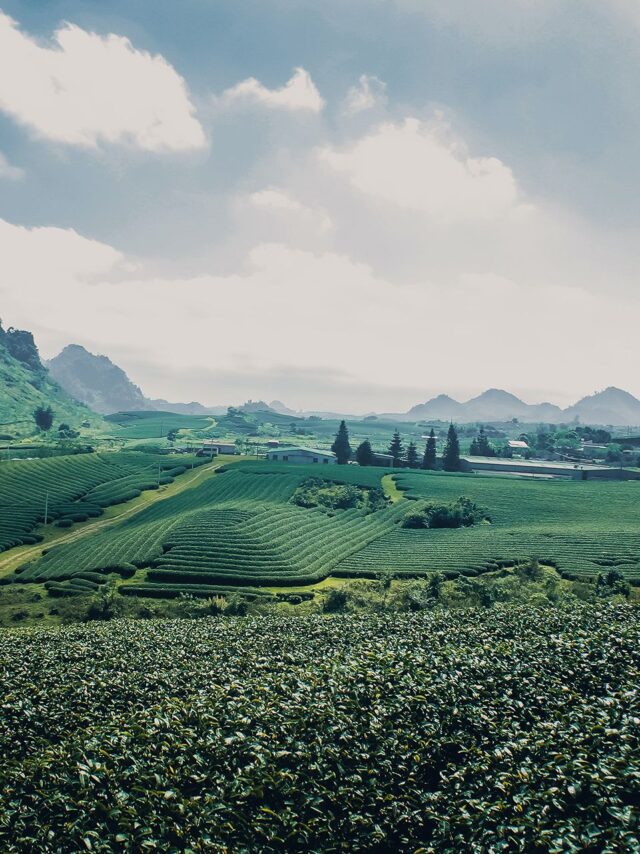 vu-viet-anh-LTyS89HMCCc-unsplash